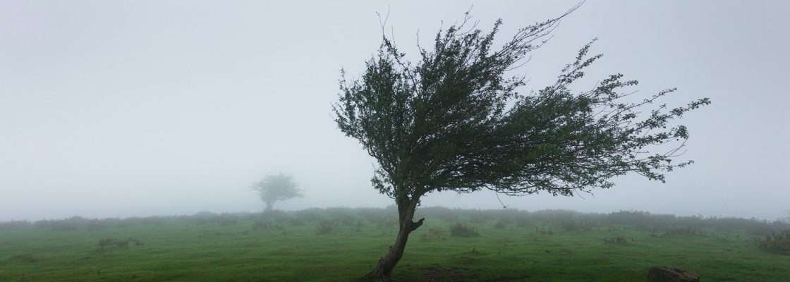 Arquivado: Vistoria de árvores do concelho | Proteção Civil Municipal