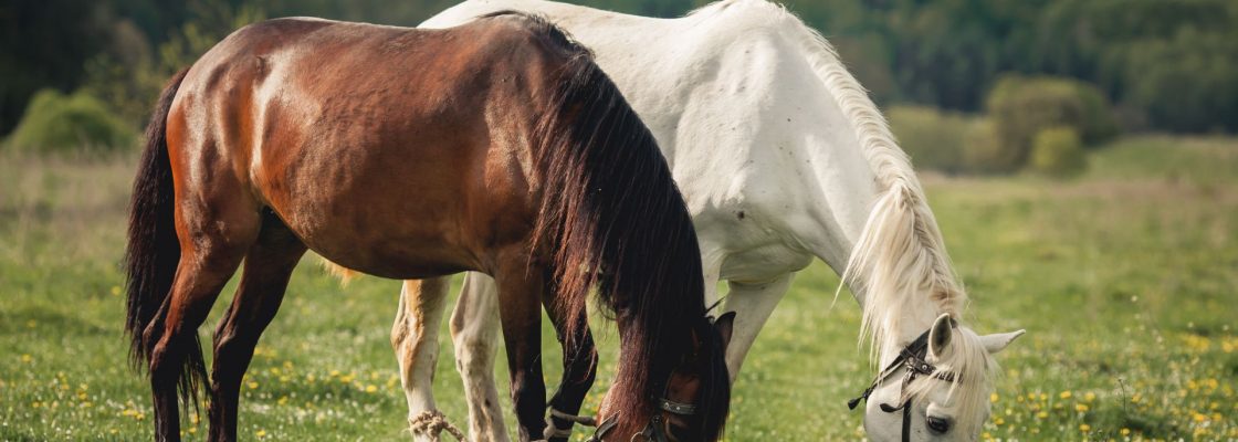 Arquivado: Candidatura ao procedimento de alienação gratuita de equídeos