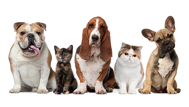 Adoção de animais de companhia