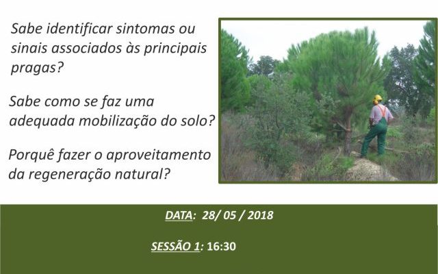 DefesadaFlorestacontraIncndiosAodeSensibilizao_F_0_1592558311.