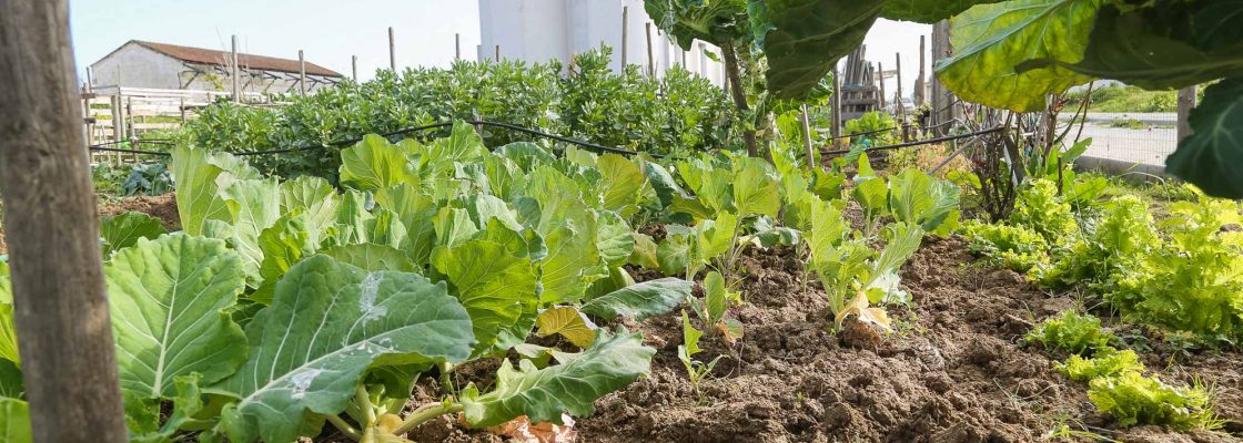 Arquivado: Hortas Urbanas: 3.º período de candidaturas