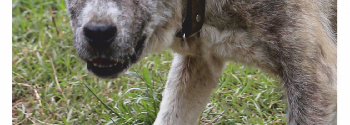 Adoção de cães (9)