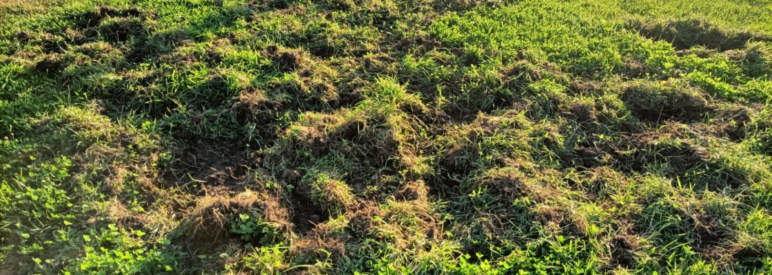 Arquivado: Varas de javalis junto da malha urbana | Comunicado da Proteção Civil Municipal