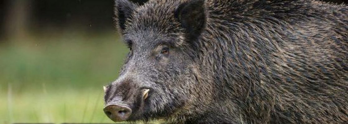 Arquivado: Festival do javali | 4 a 6 de novembro