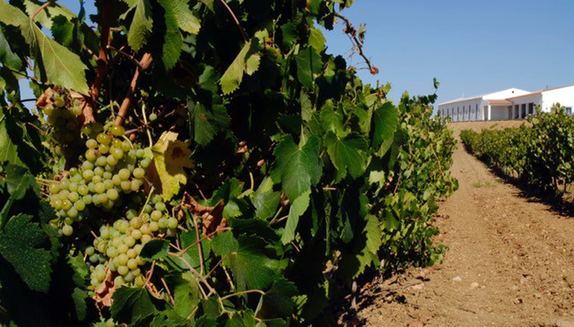 Casa de Sabicos | Vinhos e Enoturismo