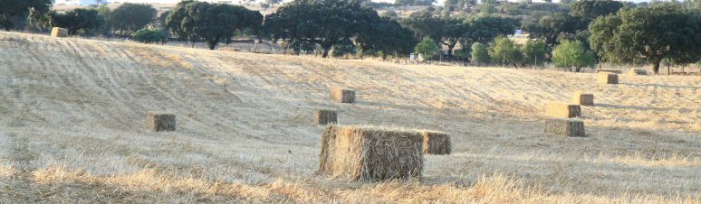Casa dos Avós - Outeiro (19)