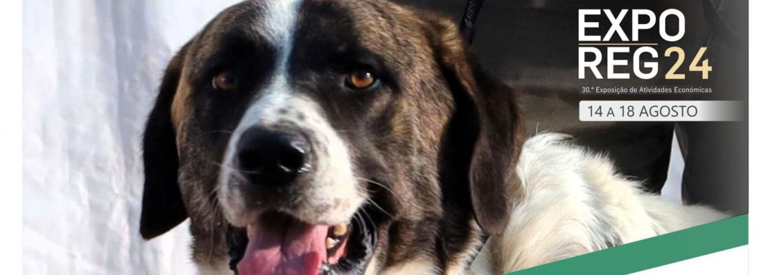 Arquivado: Concurso Regional do Rafeiro do Alentejo de Reguengos de Monsaraz