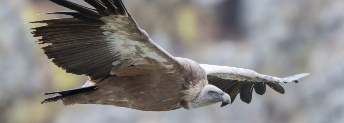 Arquivado: “Fauna em Foco” Exposição de Fotografia da Natureza de Guilherme Ceia