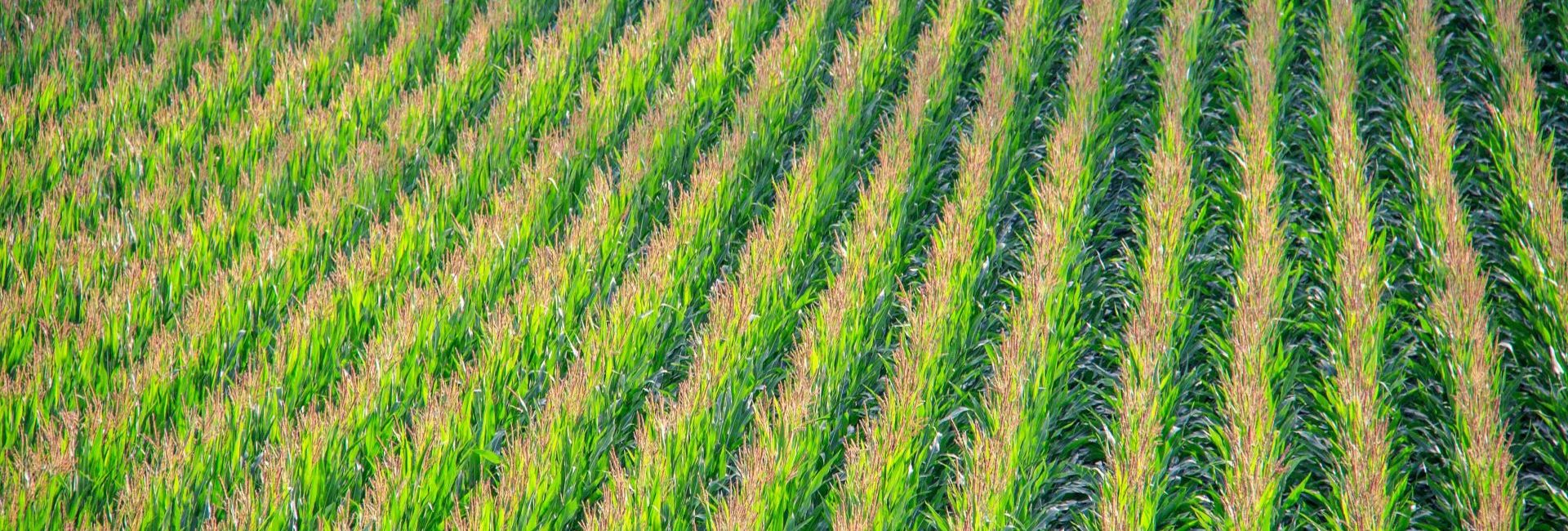 agricultura